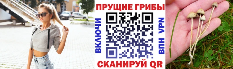 Псилоцибиновые грибы Psilocybine cubensis ОМГ ОМГ Кораблино сколько стоит
